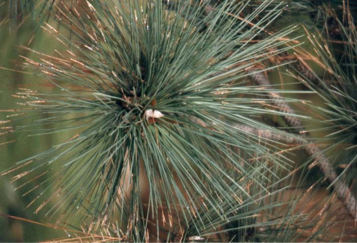 Plant photo of: Pinus coulteri