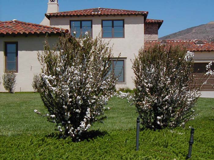 Leptospermum scoparium 'Album Flore Plen