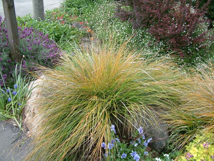 Pheasant's-Tail Grass