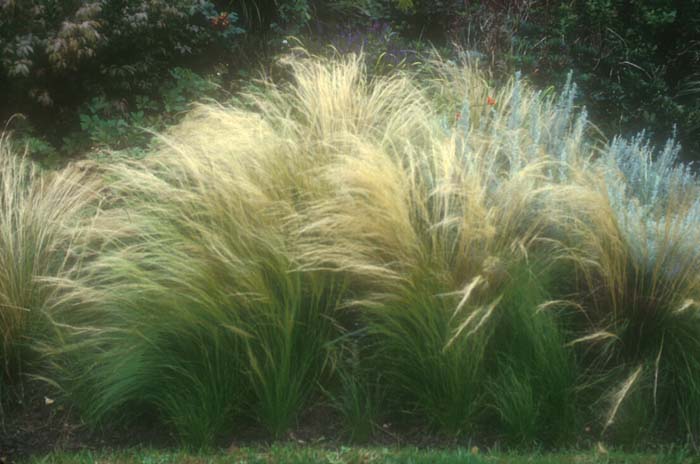 Mexican Feather Grass, Needlegrass