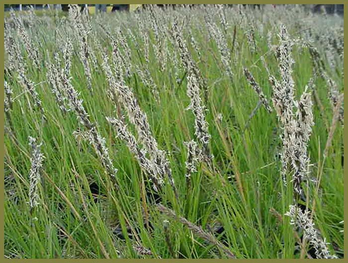 Autumn Moor Grass