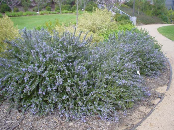 Prostrate Rosemary