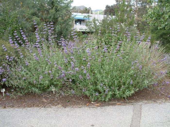 Salvia leucophylla