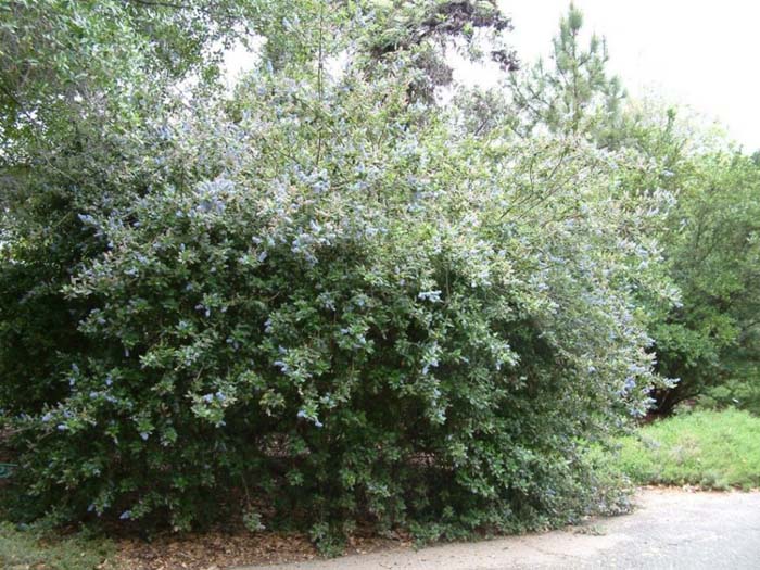 Ceanothus arboreus 'Ray Hartman'