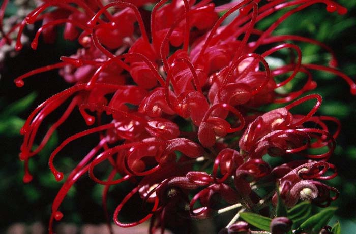 Plant photo of: Grevillea 'Canberra'