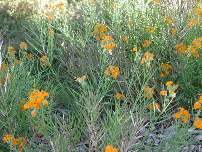 Siberian Wallflower