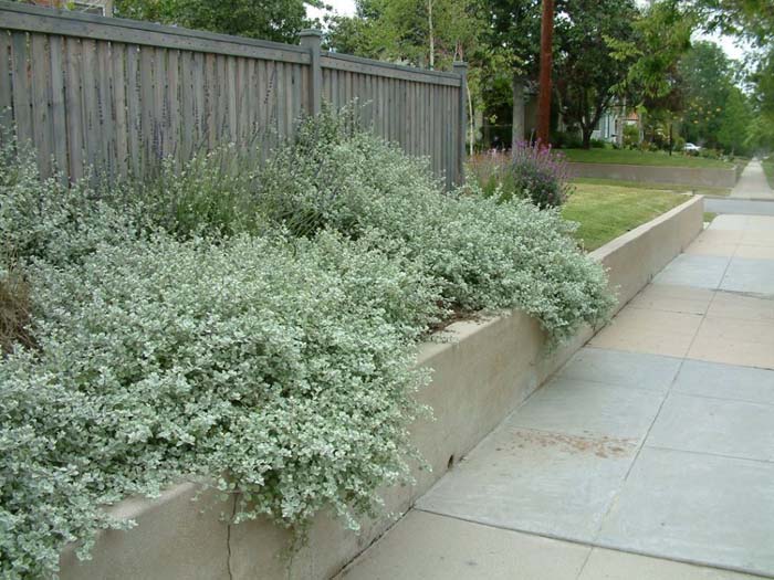 Plant photo of: Helichrysum petiolare