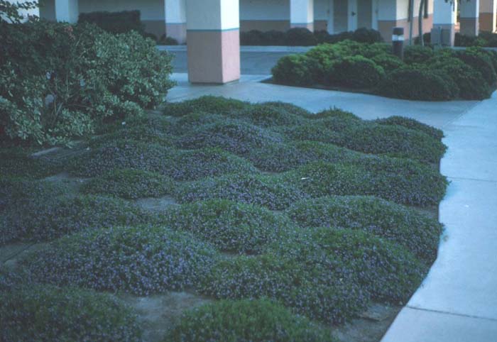 Plant photo of: Scaevola 'Mauve Clusters'