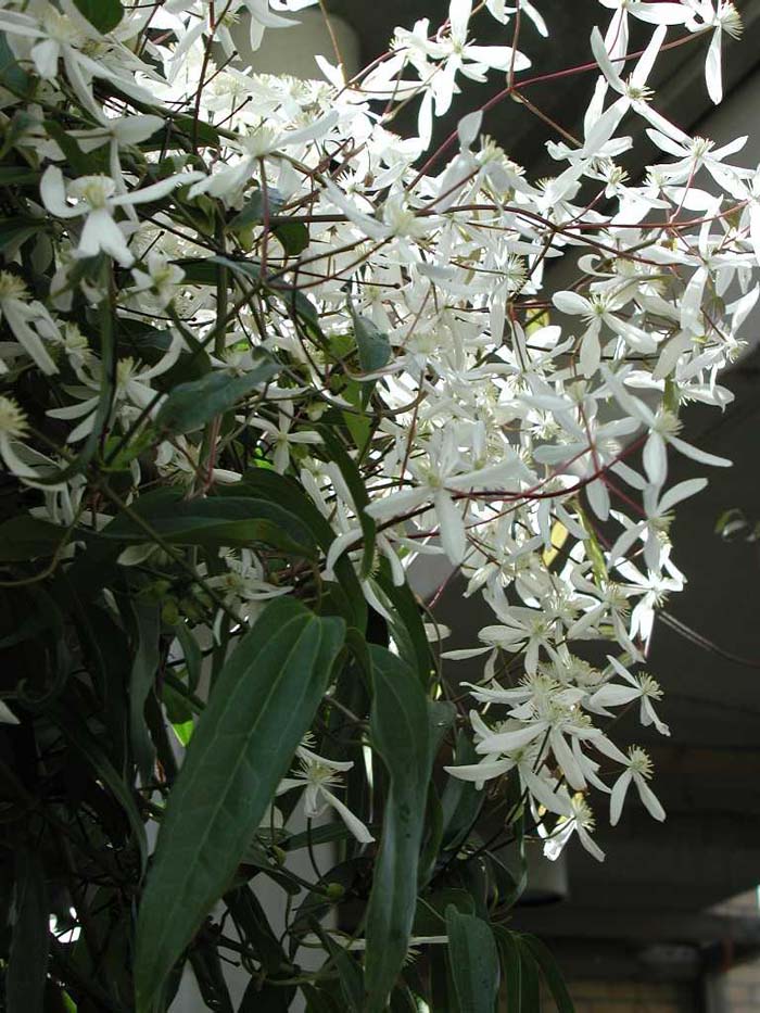 Plant photo of: Clematis armandii