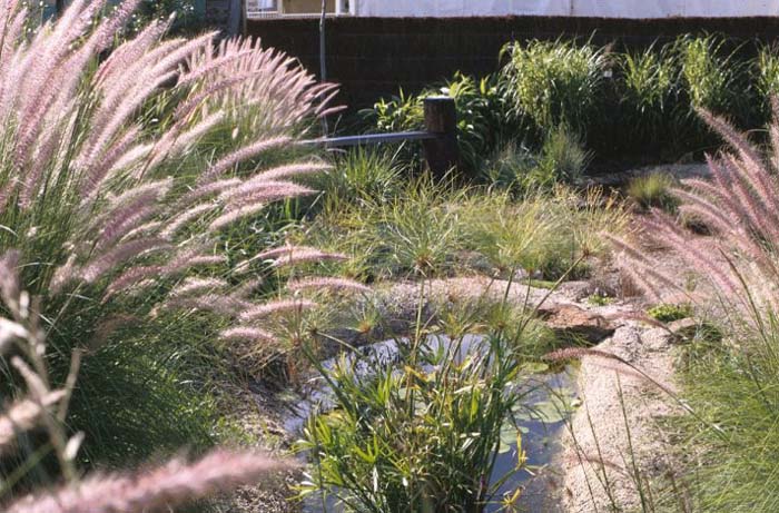 Pennisetum alopecuroides