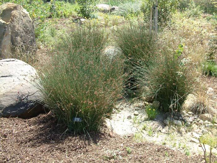 Plant photo of: Juncus patens