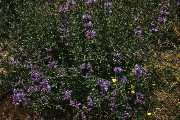 Plant photo of: Salvia clevelandii 'Aromas'