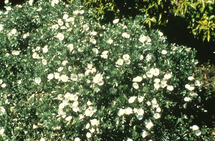 Plant photo of: Convolvulus cneorum