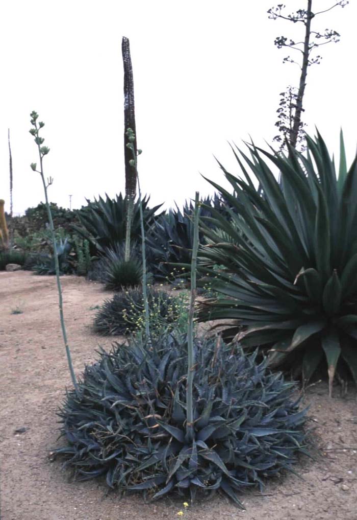 Plant photo of: Agave deserti