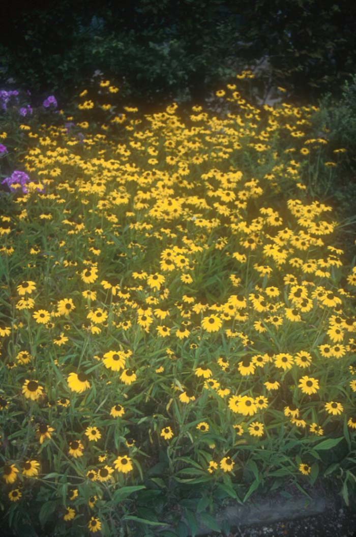 Plant photo of: Rudbeckia fulgida