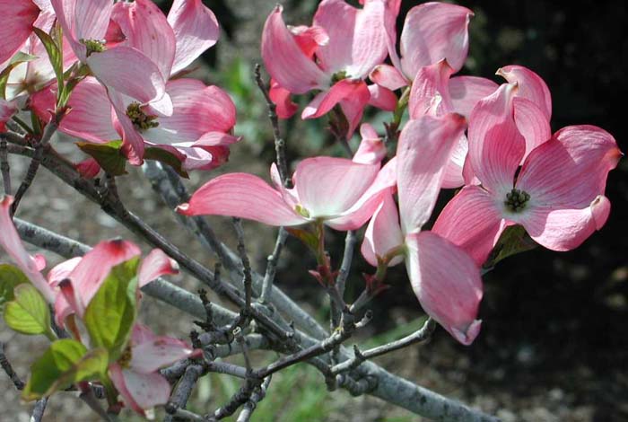 Cornus florida