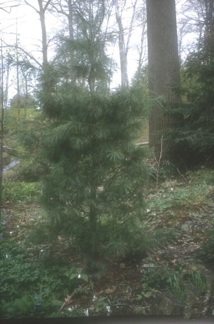 Pinus strobiformis