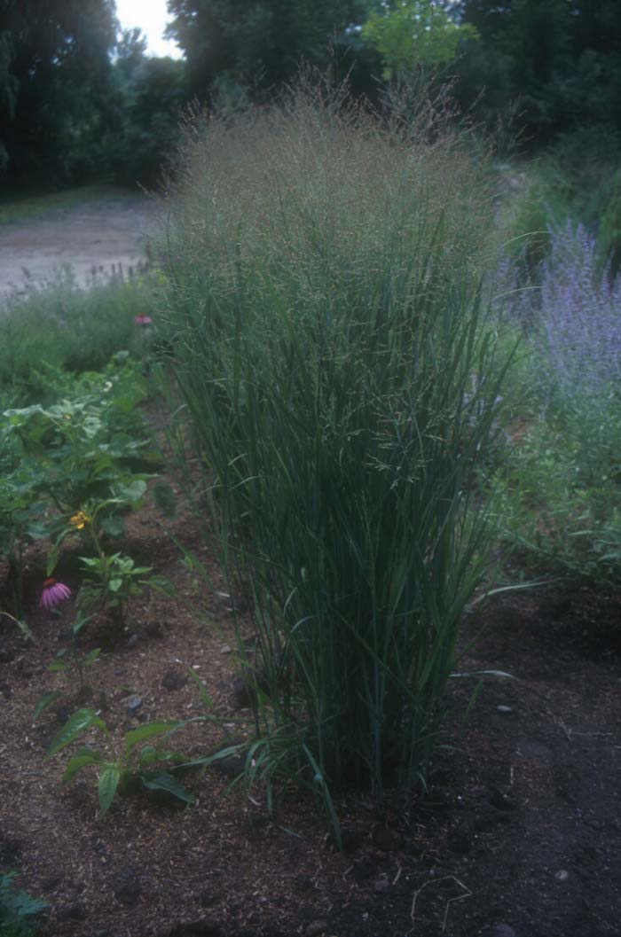 Panicum virgatum 'Heavy Metal'