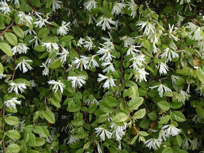 Chinese Fringe Flower or Loropetalu