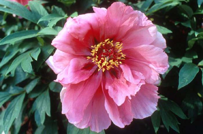 Plant photo of: Paeonia  'Flying Swallow in RedDress