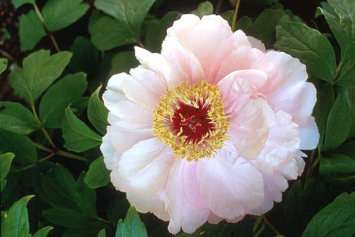 Plant photo of: Paeonia 'Goddess of Mt. E Mei