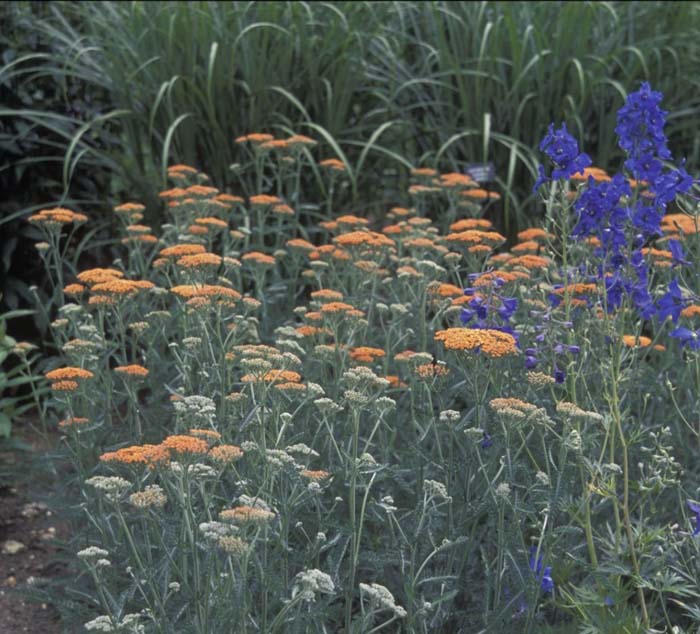 Achillea millefolium 'Terra Cotta''