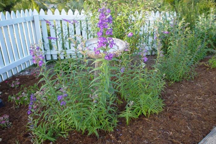 Penstemon X gloxiniodes