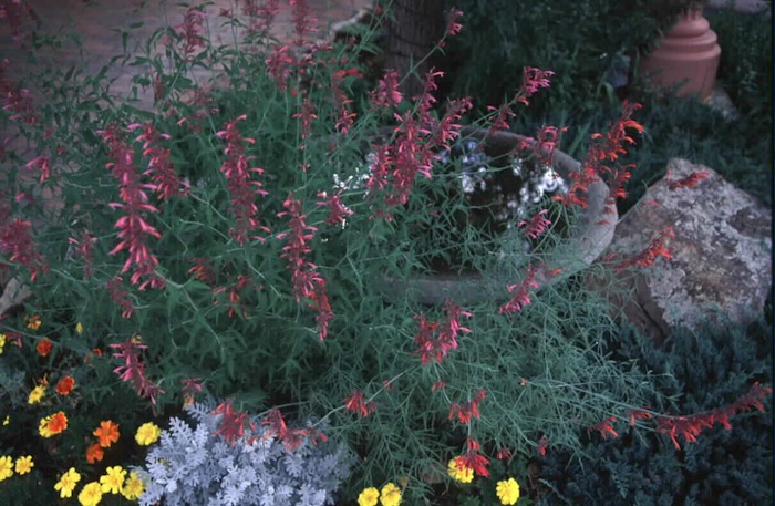 Plant photo of: Agastache rupestris