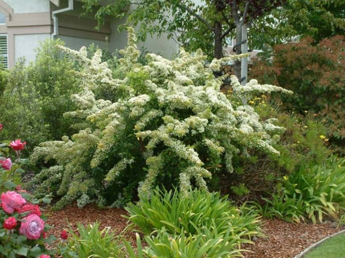 Pyracantha coccinea