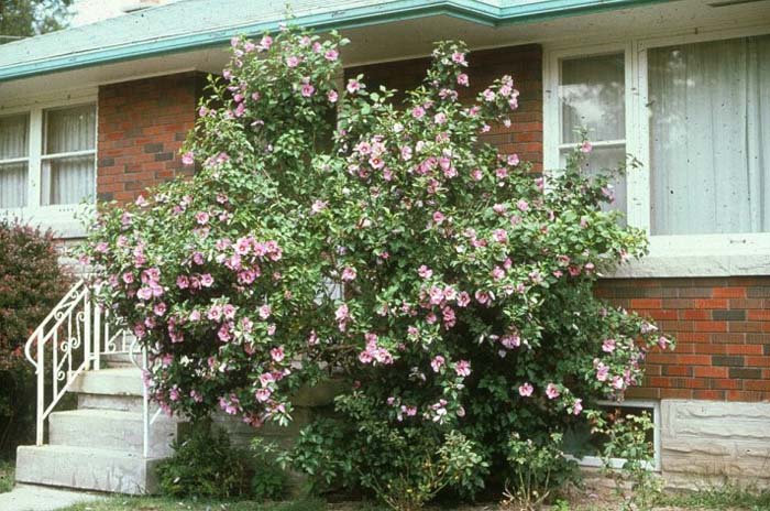 Rose Of Sharon, Shrub Althaea