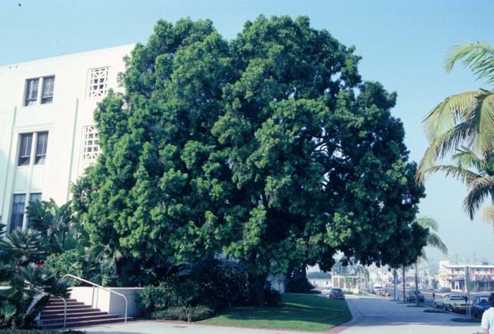 Podocarpus gracilior