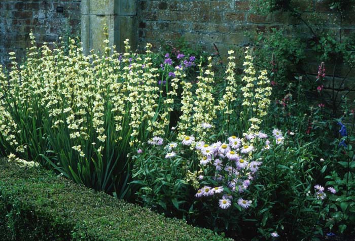 Sisyrinchium californicum