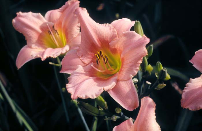 Judith Hybrid Daylily