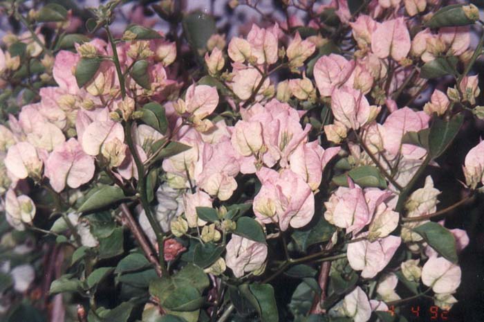 Jamaica White Bougainvillea