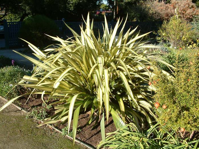 Plant photo of: Phormium 'Wings of Gold'