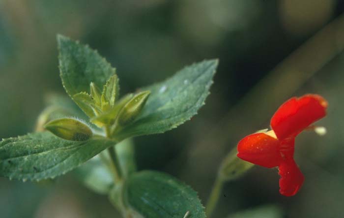 Plant photo of: Mimulus cardinalis