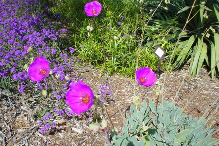 Calandrinia grandiflora