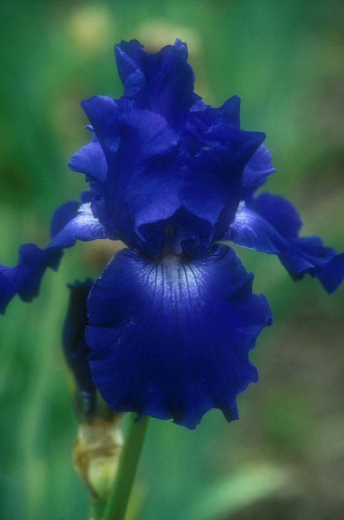 Iris bearded 'Reincarnation'