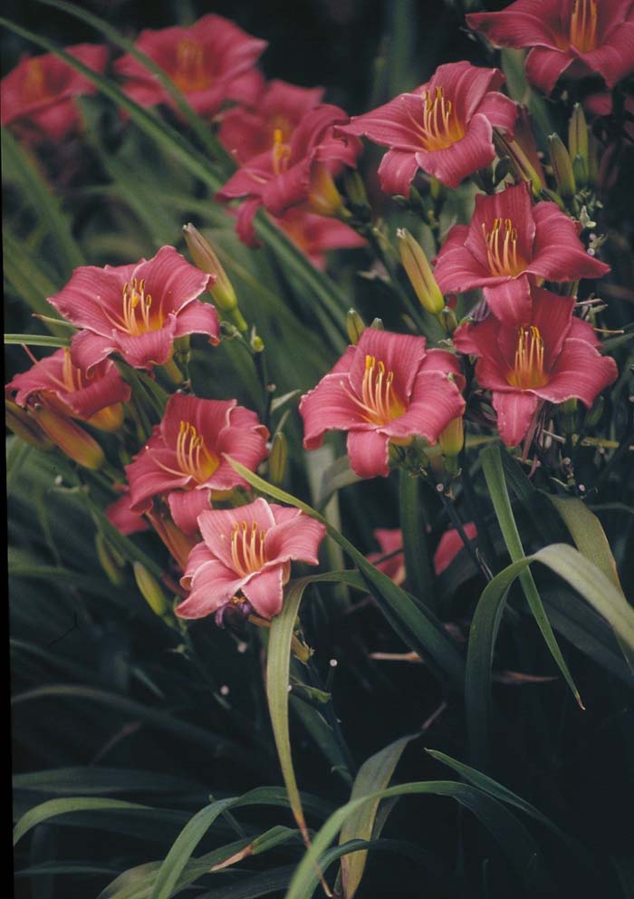 Little Bobo Day Lily