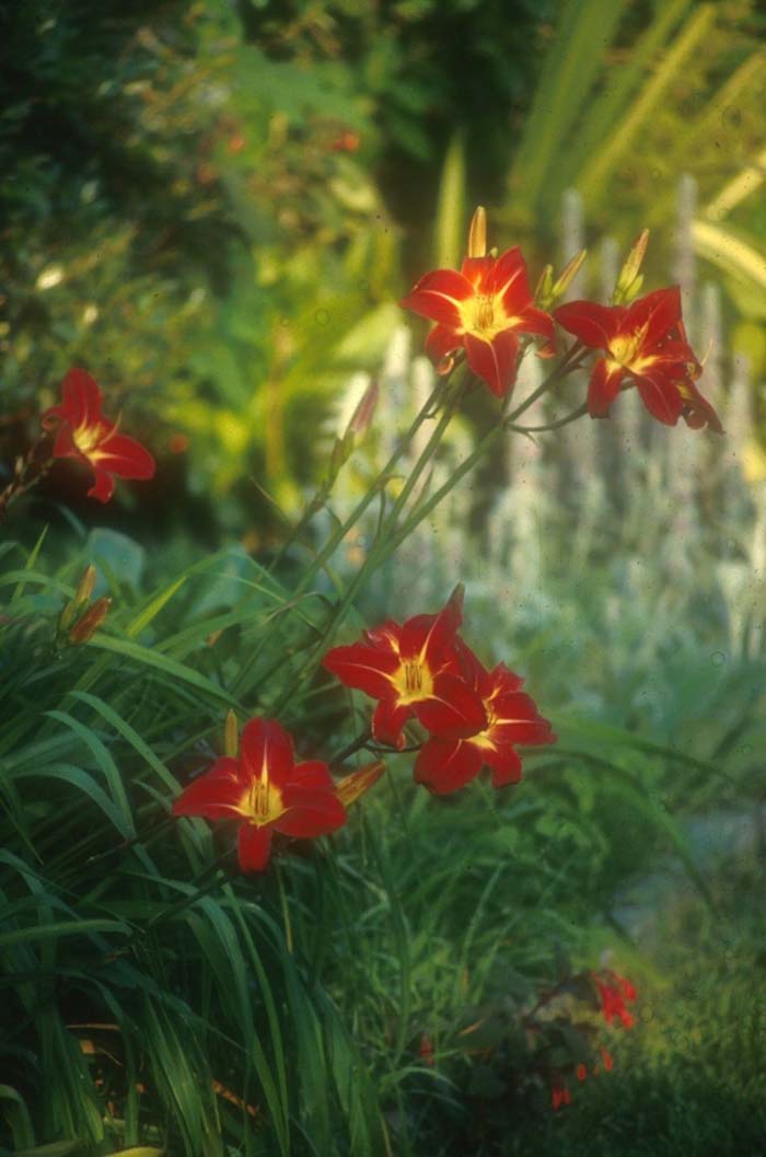 Rojo Alto Hybrid Daylily