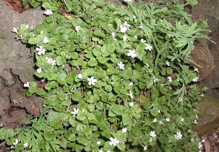 White Baccopa