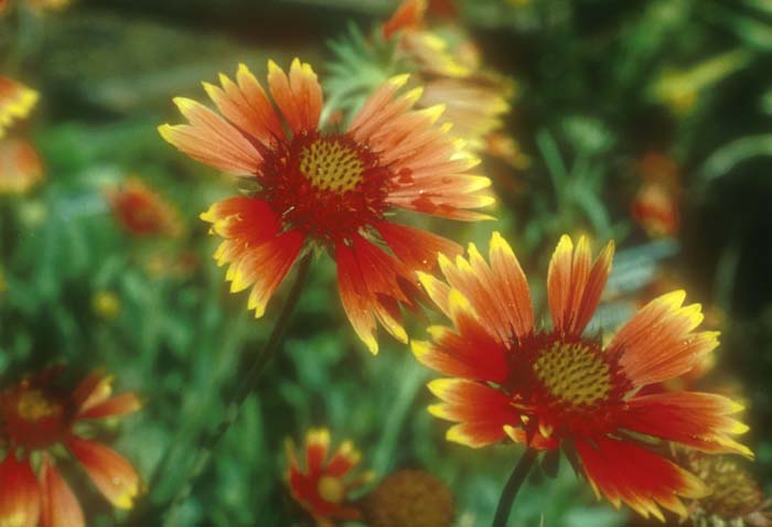 Gaillardia grandiflora 'Monarch'