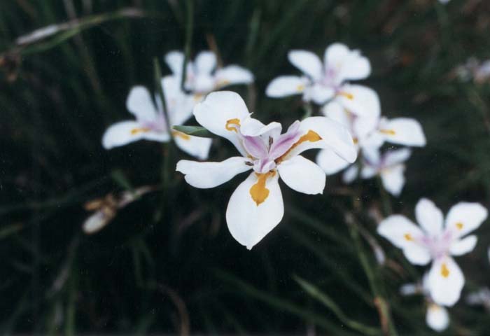 Dietes vegeta