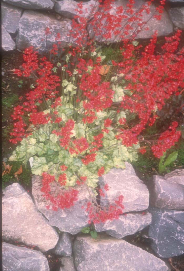 Coral Bells