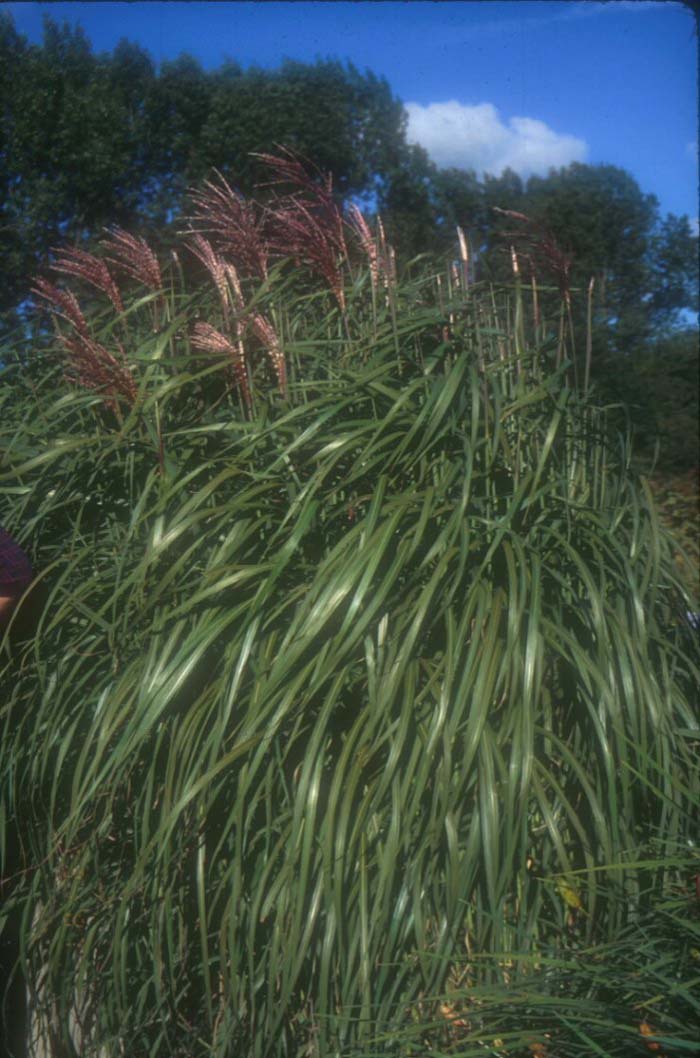 Eulalia Grass