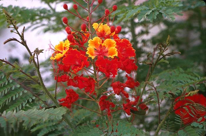 Caesalpinia pulcherrima