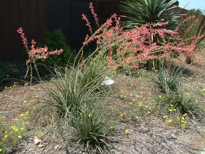 Red Yucca