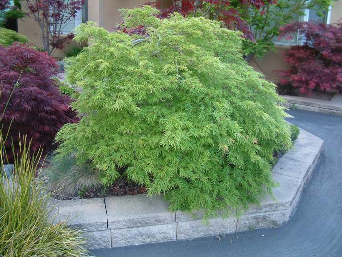 Acer palmatum 'Dissectum Viridis'