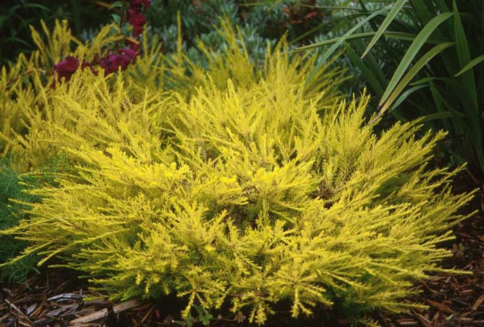 Coleonema pulchrum 'Sunset Gold'