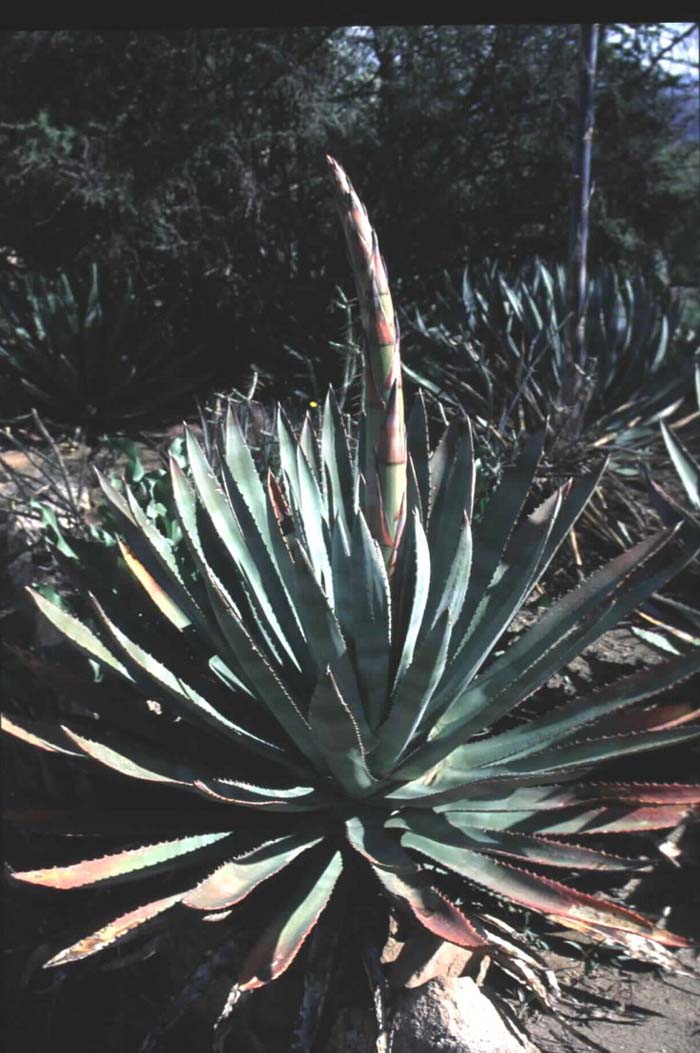 Agave murpheyi